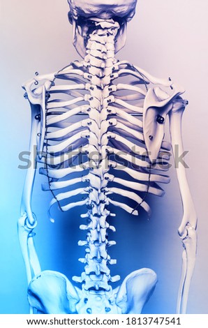 Skeleton study body learning aid