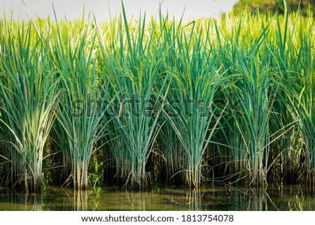 rice plant in the rice field at java, Indonesia