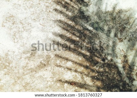 Shadow of leaves on gray background