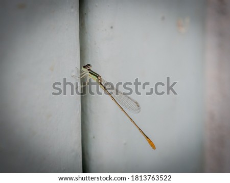  close  up, the little dragonfly clings to the door.