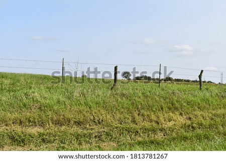 Fence row in a farm field