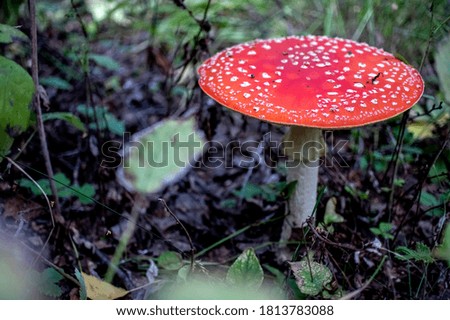bright inedible mushroom with the Latin name Amanita muscaria