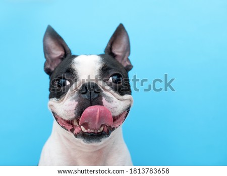 A happy and joyful Boston Terrier dog with its tongue hanging out smiles on a blue background in the Studio.