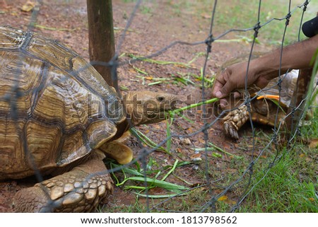 A turtle eating the food (morning glory) received by the hands of a dark-skinned Asian tourist.Selective focus.