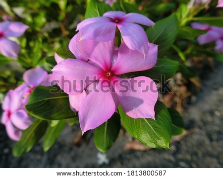 Pink flower pictures.
Beautiful pink flowers close up Pink flowers are used as a symbol of love and awareness. For decades, pink flowers have been used to decorate weddings as a symbol of love. 
