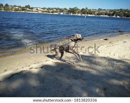 An Irish Wolfhound at the river