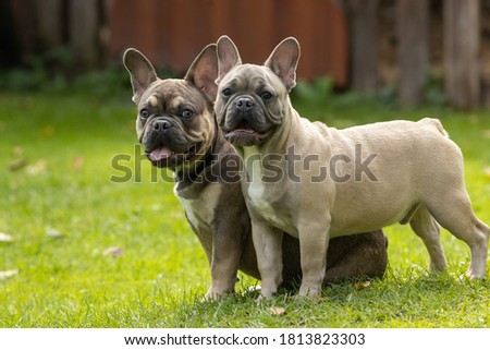 Two French bulldog puppies on the grass Royalty-Free Stock Photo #1813823303