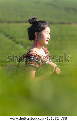 Beautiful asian woman Harvesting tea leaves in the morning, tea leaves in the field of tea,