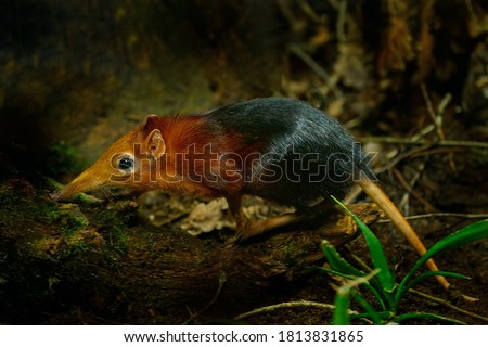 Black and rufous elephant shrew, Rhynchocyon petersi, small cute animal with long muzzle and long bare tail. Sengi in the nature forest habitat, Tanzania in Africa. Little mammal, wildlife Africa.  Royalty-Free Stock Photo #1813831865