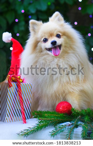 Vertical photo of Cute puppy, happy positive Pomeranian Spitz dog with Christmas presents, gifts, balls and decoration. Happy New Year with pet