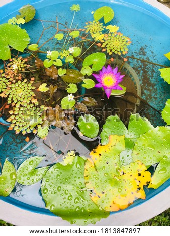 Blue water lily in Sri Lankan Garden Pond
