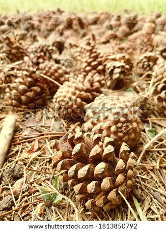 blurred background for the background, pine cones, carpet of cones in the forest, autumn forest.