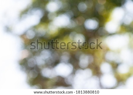 Abstract green forest background. Bokeh nature summer view. Closeum bright sunlight and greenery pattern.