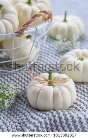 White pumpkings in basket on cozy blanket for Thanksgiving and autumn