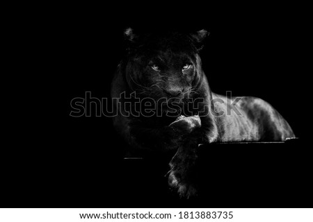 Black jaguar with a black background Royalty-Free Stock Photo #1813883735