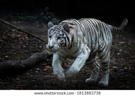 White tiger running in the forest