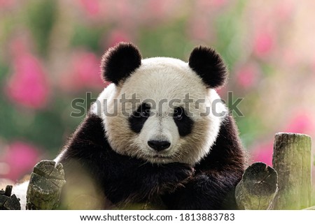 Panda is resting on trees in a very colorful atmosphere