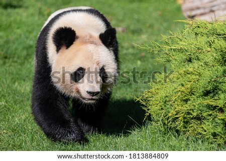 Panda walking in the forest