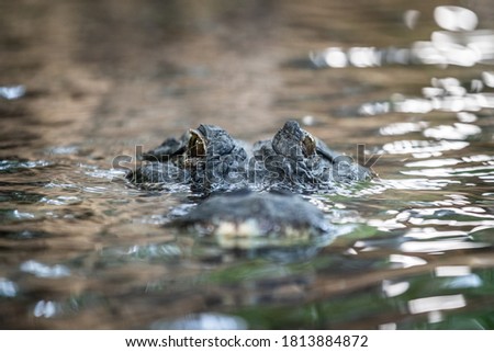 Portrait of crocodile in the jungle