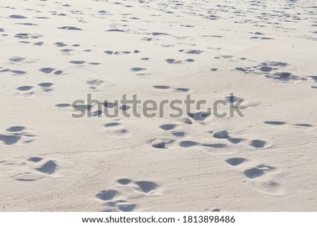 Natural background Soft style Sand Curonian Spit