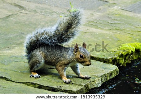 Squirrel looking into garden pond.