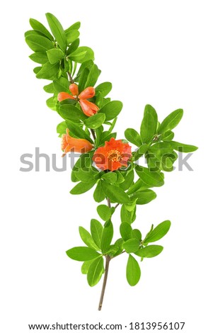 Beautiful Pomegranate (Punica granatum) tree branch with blooming red flowers and leaves isolated on a white background Royalty-Free Stock Photo #1813956107