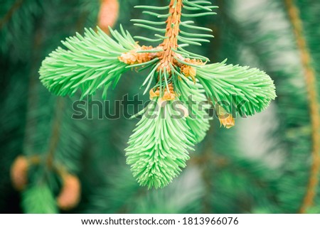 Fluffy green branch of Christmas tree with sharp needles