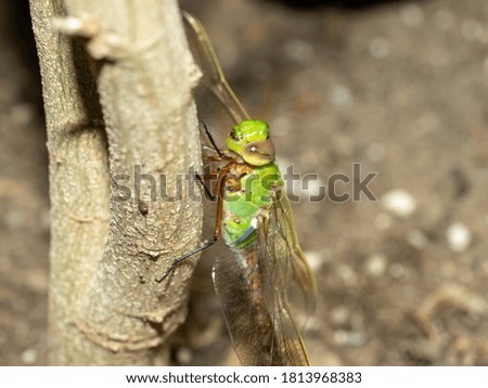A Dragonfly rests on the branch of a tree