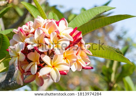 Bouquet of beautiful frangipani (plumeria) on tree, pink and yellow, with water droplets, among bright sunlight, on green leaves blurred background.