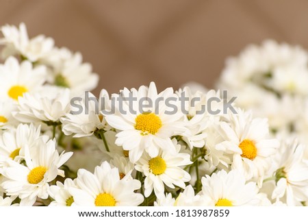 WHITE DAISY FLOWER ARRANGEMENT, IMAGE WITH LITTLE DEPTH OF FIELD