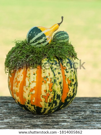 Ripe pumpkin on aged plank at against green natural background.