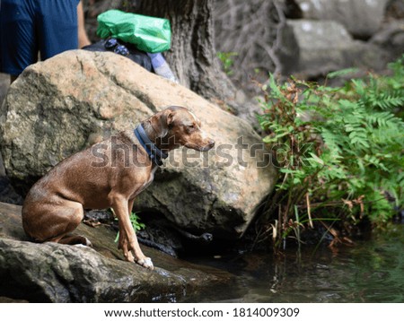 perro sentado en una roca de un rio