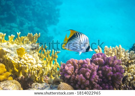 Butterfly Fish near Coral Reef in the Ocean over Colorful Coral Reef. Threadfin Butterflyfish with Black, Yellow and White Stripes. Tropical Fish in Red Sea, Egypt. Blue Turquoise Water, Underwater.  Royalty-Free Stock Photo #1814022965