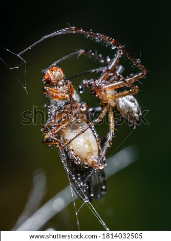 Close up macro shot of a spider grabbed the victim and wrapped it in a web.