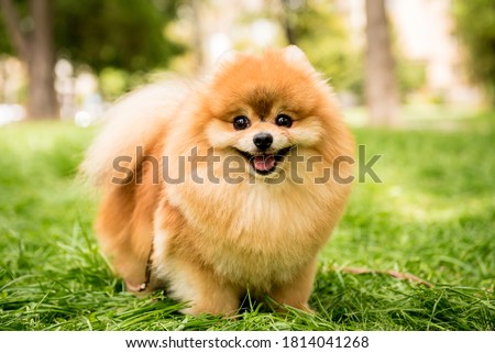 Portrait of cute pomeranian dog at the park. Royalty-Free Stock Photo #1814041268