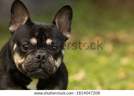 Portrait of a black and tan French bulldog Royalty-Free Stock Photo #1814047208