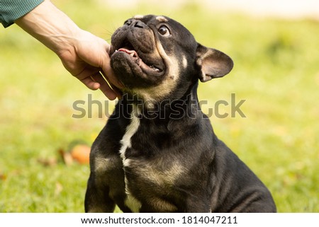 Portrait of a black and tan French bulldog Royalty-Free Stock Photo #1814047211