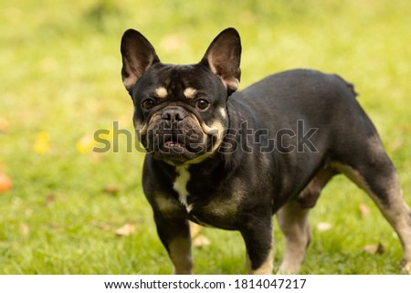 Portrait of a black and tan French bulldog Royalty-Free Stock Photo #1814047217