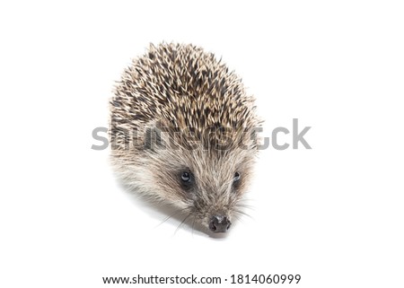 A small hedgehog isolated on a white background.