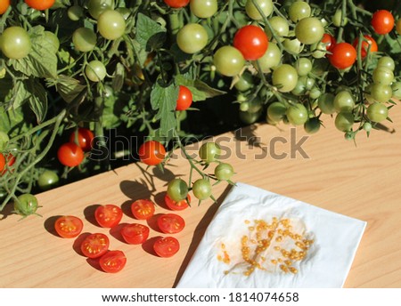 tomatoes and tomato seeds in the garden Royalty-Free Stock Photo #1814074658