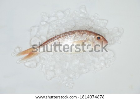 top view of raw fresh fish on ice on grey background for food content editing 