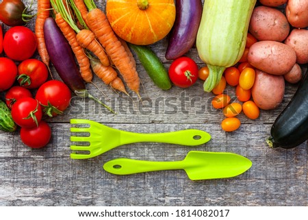 Assortment different fresh organic vegetables and gardening tools on country style wooden background. Healthy food vegan vegetarian eating dieting concept. Local garden produce clean food
