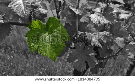 Monochrome (black-white) picture of growing vine plants (grape wine, vitis vinifera) in beautiful vineyard in Baden with one big single leaf colored in green, shot in spring season.