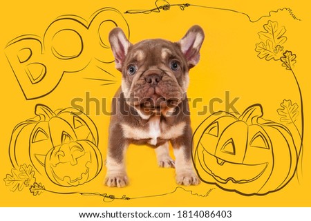 Small puppy of french bulldog on orange background with illustration of a Helloween  conception