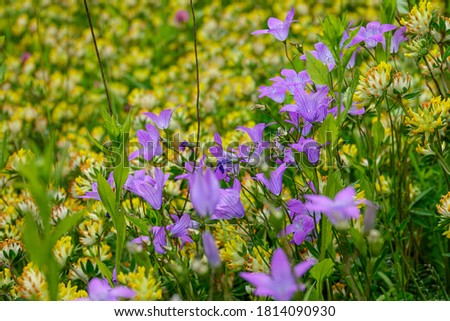 MACRO, DOF: Detailed shot of vibrant purple flower blossoms sticking out in a large meadow in picturesque Logar Valley. Gorgeous violet flowers ornate a pasture high in the sunny Slovenian mountains.