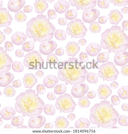 Pale pink peony flower with a yellow middle on a white background. Wonderful floral background for your projects.