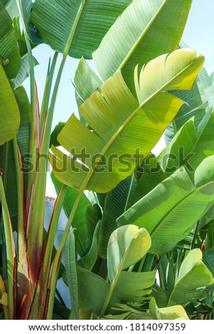 close up the background of green banana leaf in garden