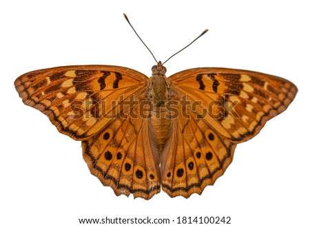 Tawny Emperor Brush-Footed Butterfly It is native to North America, especially the eastern half from Canada to northern Mexico. Royalty-Free Stock Photo #1814100242