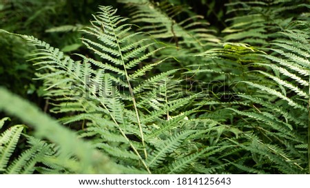 Fern in the forest, close-up and blurry.
