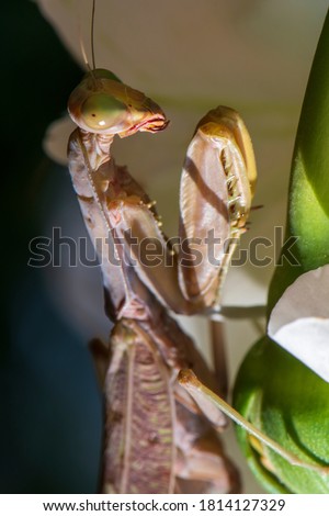 Macro photo of a mantis in nature